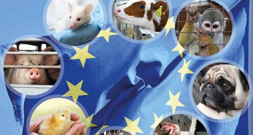Collage Europawahl 2019 -  Die Tiere brauchen Ihre Stimme