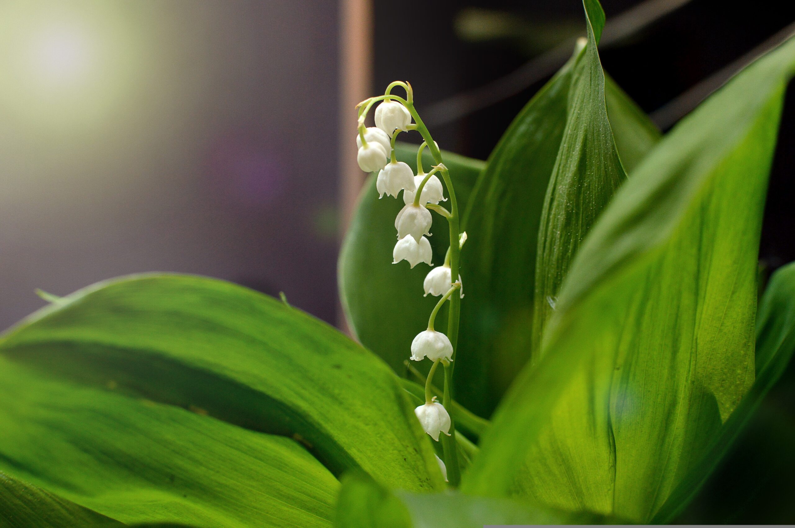 Maiglöckchen mit Blüten